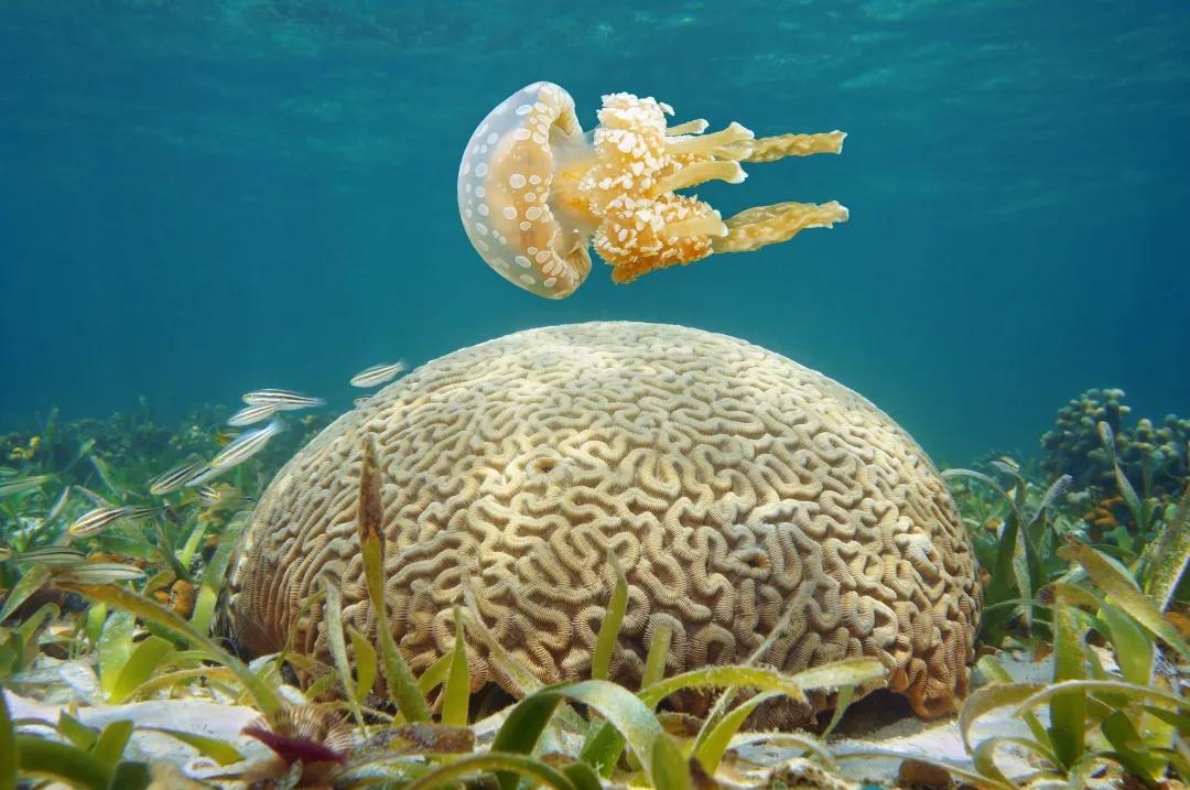 珊瑚是生物吗？珊瑚到底是动物还是植物-第31张图片