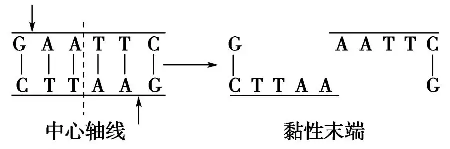 基因工程的核心步骤（带你深入了解基因工程）