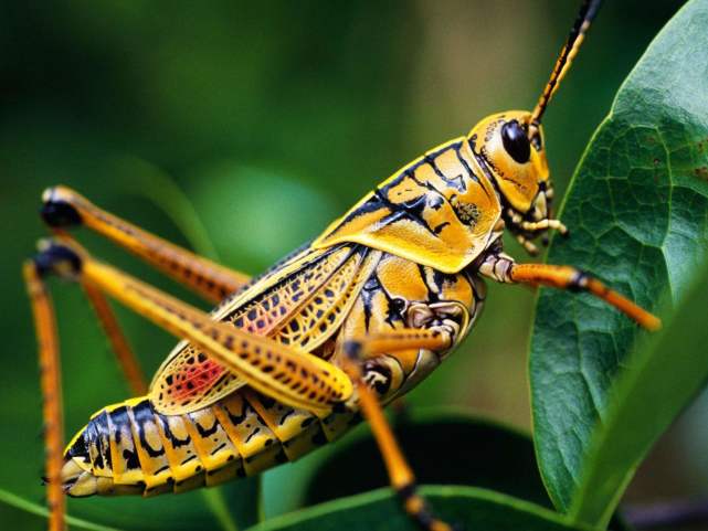 蝗虫的特点是什么知识科普蝗虫的外形特点