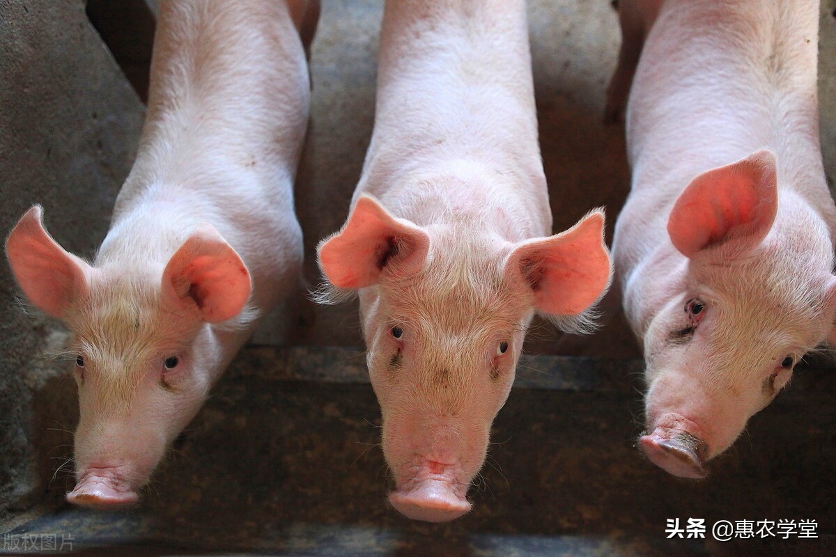 现在猪肉价格多少钱一斤？还会反弹吗？2021下半年猪肉价格预测
