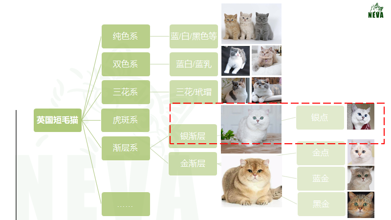 英国短毛猫丨银渐层