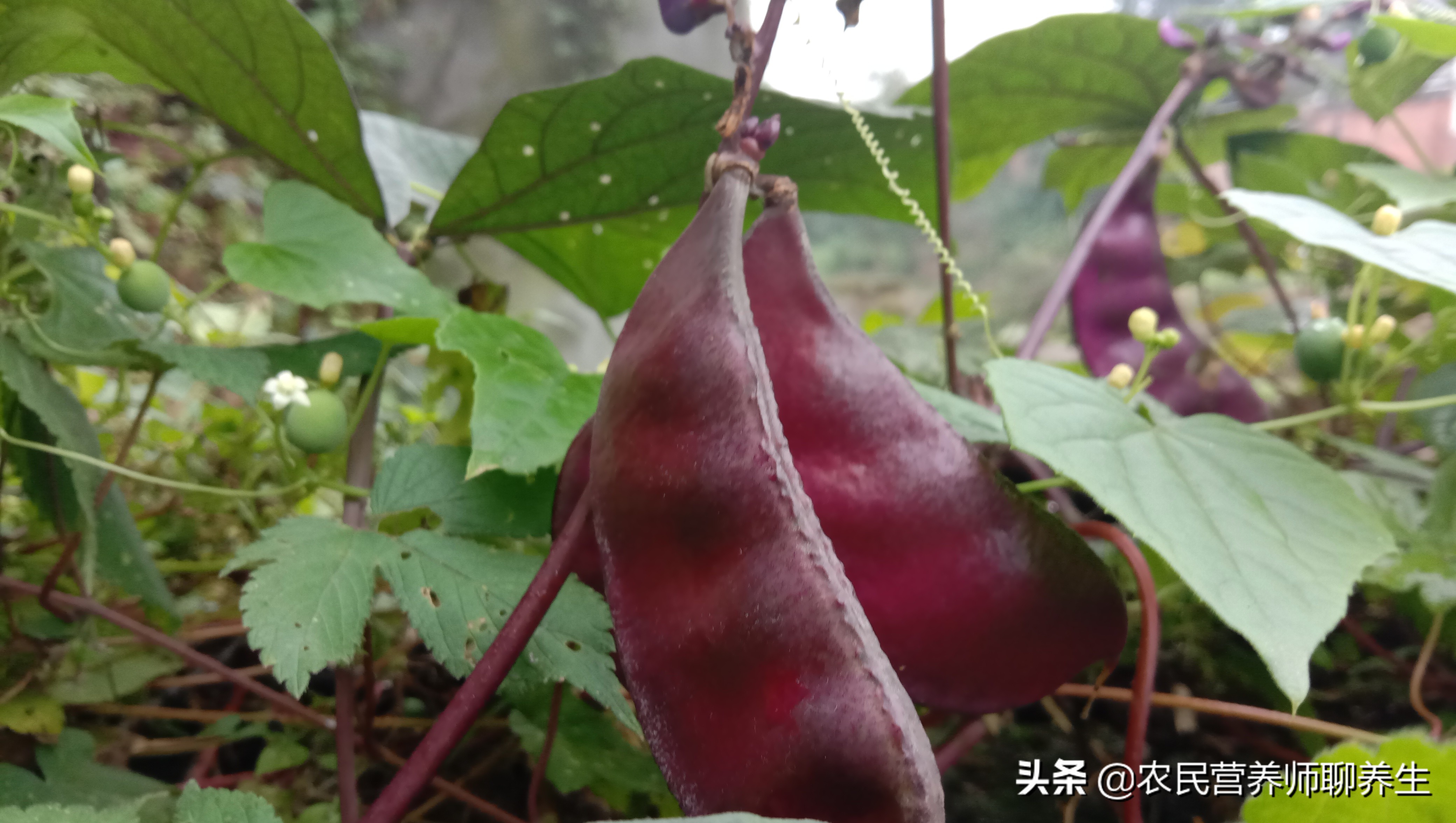 紫扁豆是什么（紫扁豆的正确营养价值，千万不要错过）