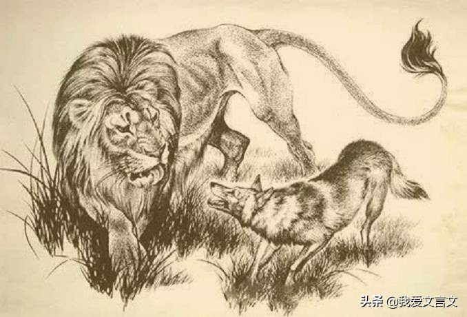 经典文言文赏析 | 狮王与豺