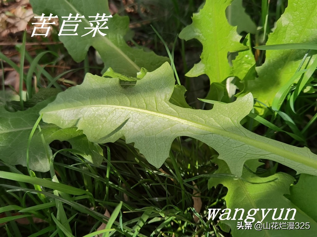 认识有毒野菜——毒莴苣