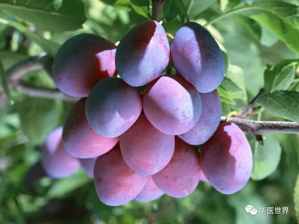 肾内科主任李建民教授：精妙释疑千古疑案厥阴篇