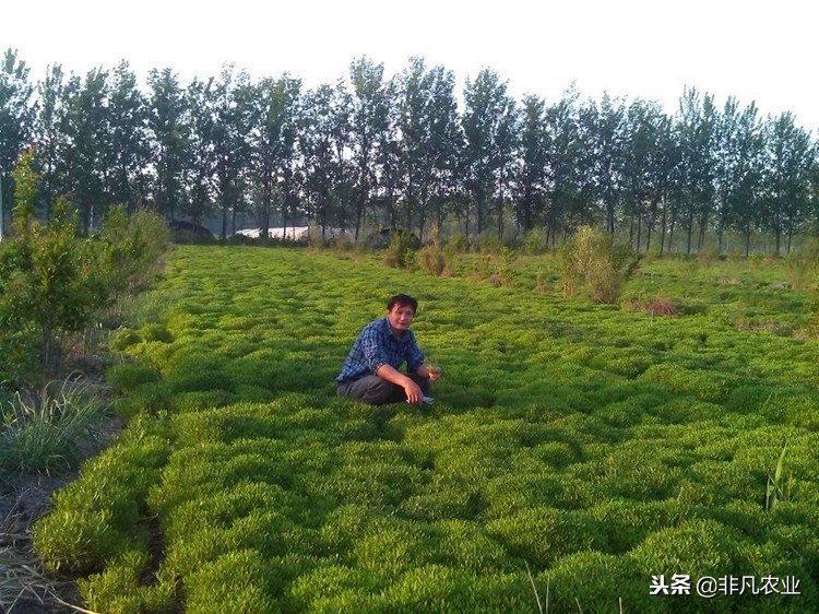 头一回见，这种菜，种植简单，价格一路走高，明年前景一片大好！