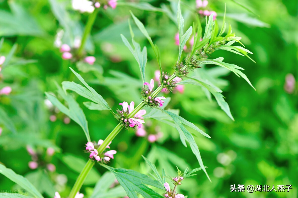 农村能吃的野菜100种大全(教你认识100种野菜和吃法)