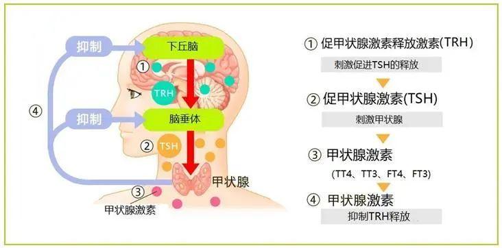 甲状腺激素正常还是感觉疲劳，这5个体检指标你关注了吗？