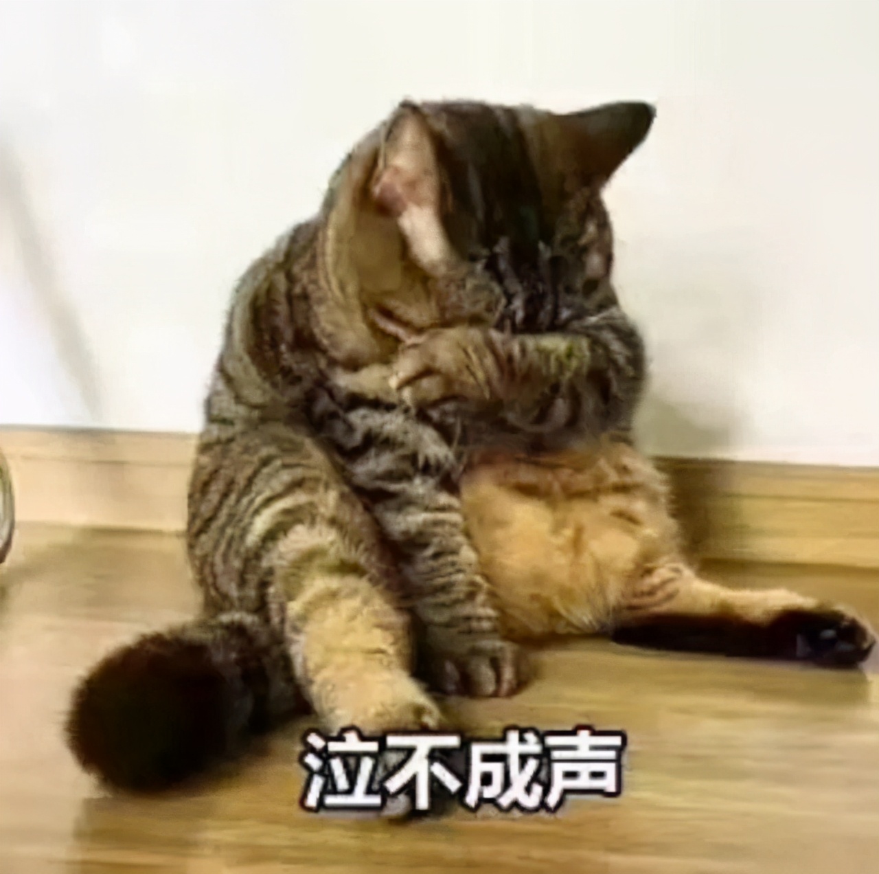猫咪在什么情况下会流泪？记住这几点