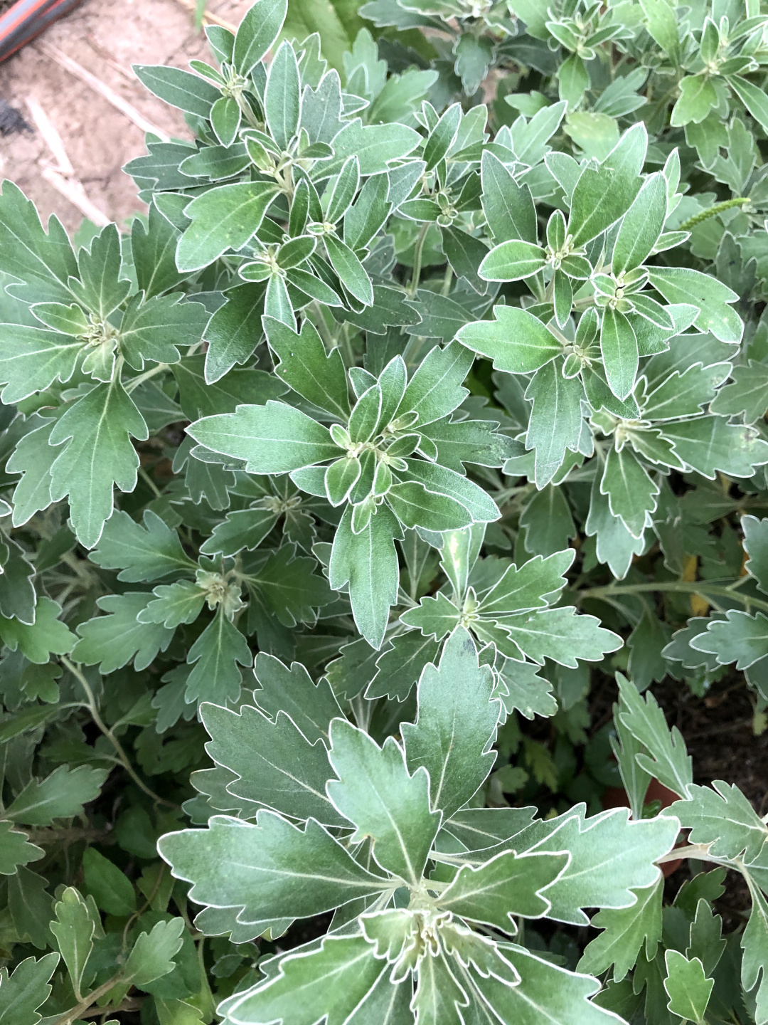 可以给夏季花园视觉降温的13种银叶植物