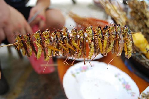 禾虫图片(这些看起来让人不敢下口的虫子) - 赤虎壹号