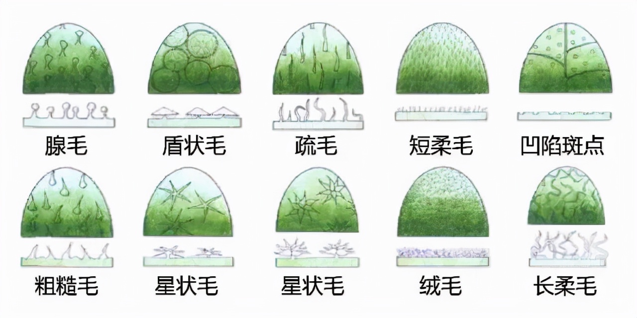 花的基本结构简图（教科书般的植物形态图解）