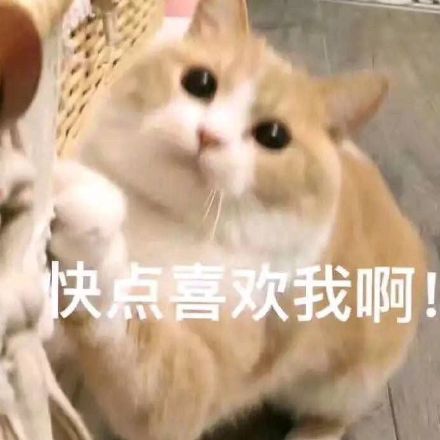 猫咪表情包我这个小可爱你什么时候领我回家呀