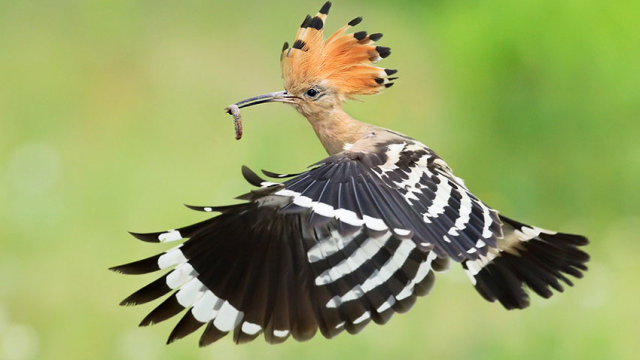 羽冠啄木鸟图片