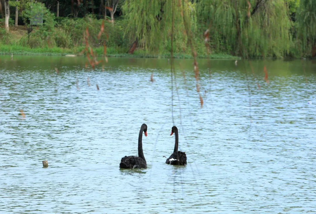 金职喊你免费吃鱼啦