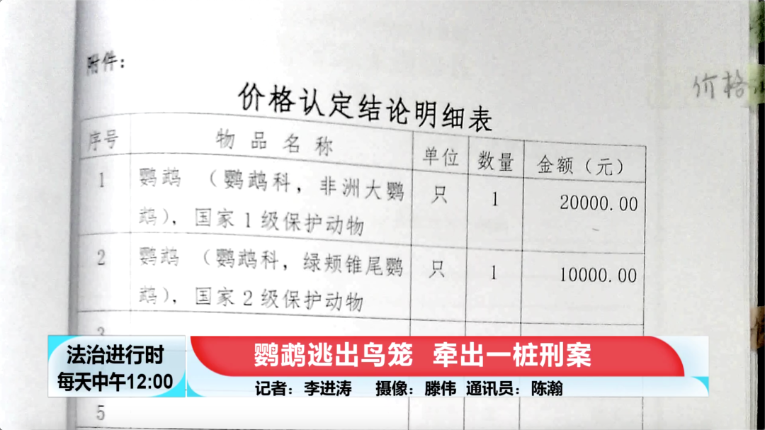 北京奇案：鹦鹉逃出鸟笼，竟然牵出刑事案件