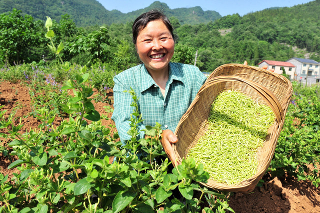 金银花产地,金银花产地哪里的产的最好