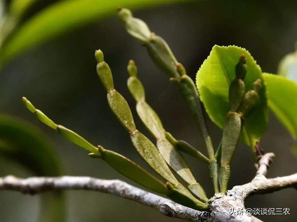 人称“螃蟹脚”，寄生在深山老树上，营养价值高，已成高端茶饮品