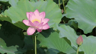 重庆看荷花的地方来啦！错过再等一年......