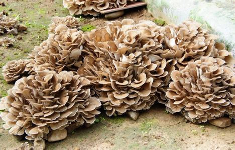 蘑菇种类大全及图片（31种常见的菌类蘑菇图片）