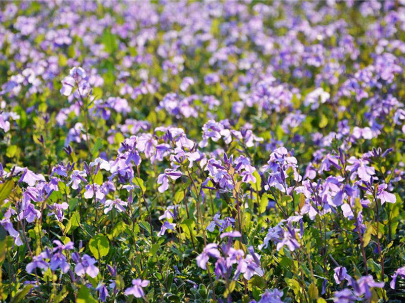 二月兰种植时间（二月兰的种植技术及主要价值）