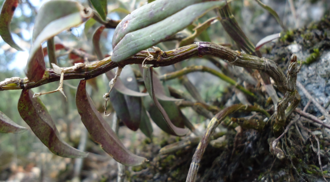 给大家分享的这种黑节草,开始见到这个名字的时候,是在一本草药集上面