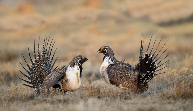 "f罩杯"的雄松鸡,让女性无法直视,发达的胸大肌就问你怕不怕