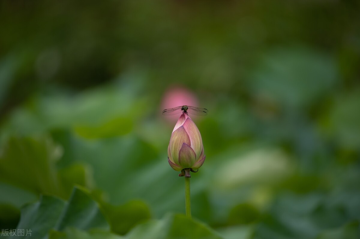 读诗｜云赏花：荷——出淤泥而不染