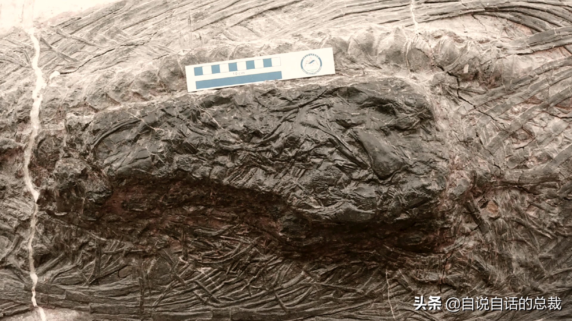 5种比巨齿鲨还恐怖的海怪，背后隐藏着一个人类起源的故事