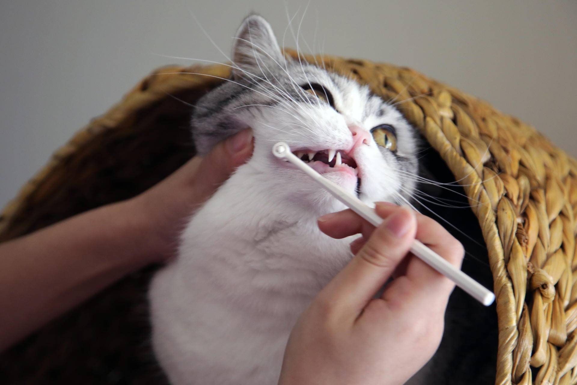 猫咪换牙期，铲屎官究竟应该怎么办？