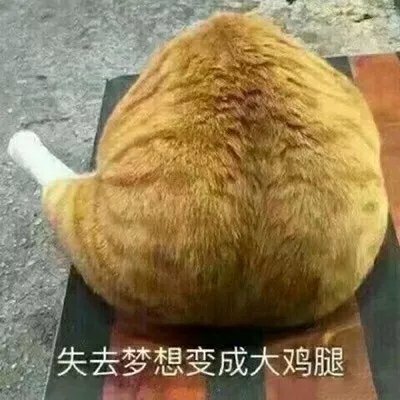 猫咪表情包合集｜谁还不是谁的小公举呢