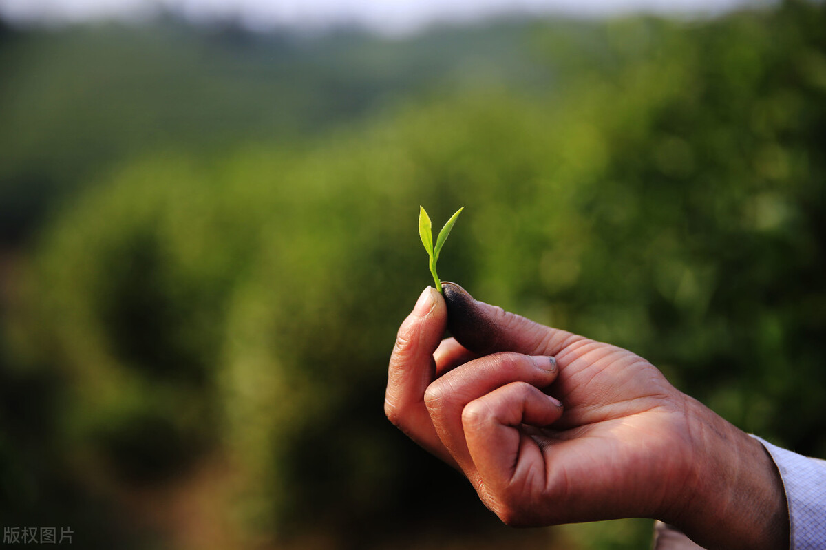 笑谈茶香乐逍遥，开心下午茶时光
