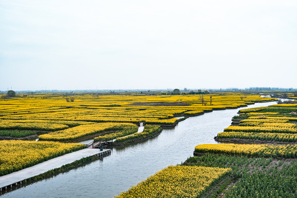 江苏两日游,兴化不仅有千垛油菜花,还有云雾缭绕的李中水上森林