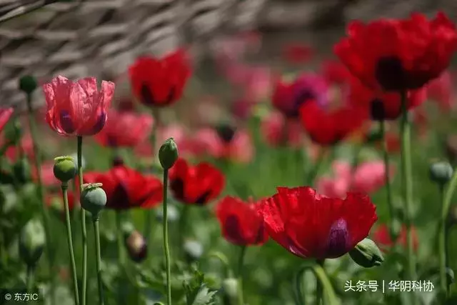 六大毒品及其危害——远离毒品，给自己一个健康的人生