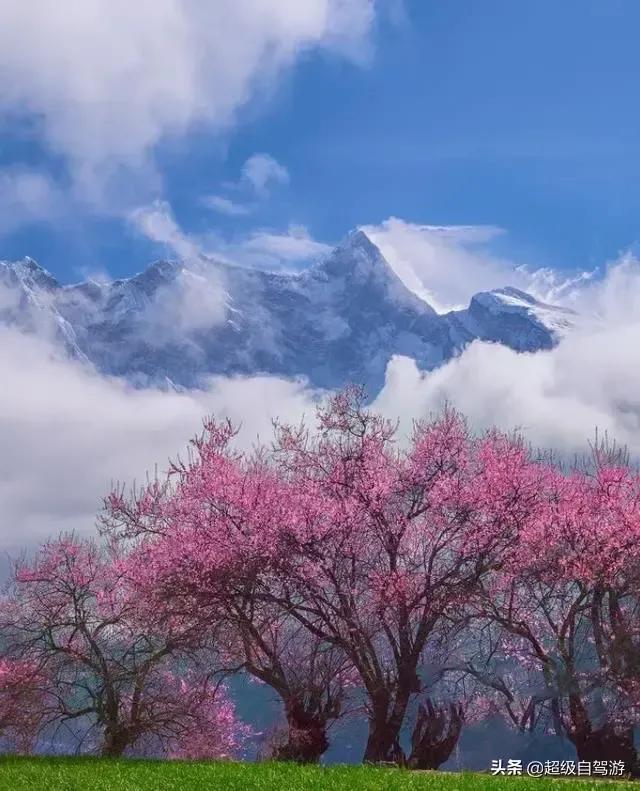 独赏桃之幽，春风又绿江南岸