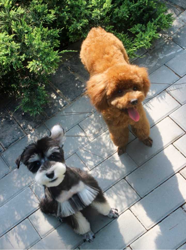 比起泰迪犬，为何养雪纳瑞的人比较少？