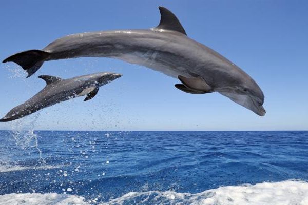 海中巨无霸——鲸的故事/自然传奇