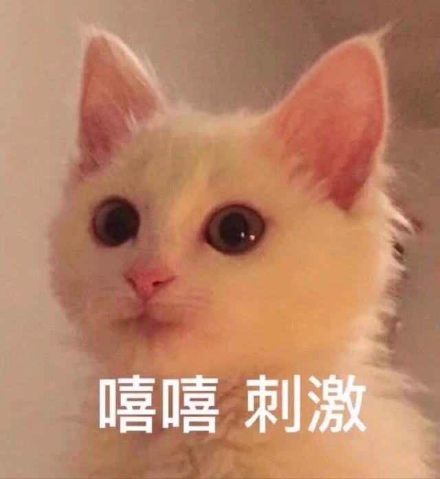 甜甜的猫咪表情包要亲亲