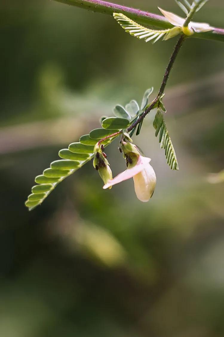 100種野花,認識10種以上的都是植物達人