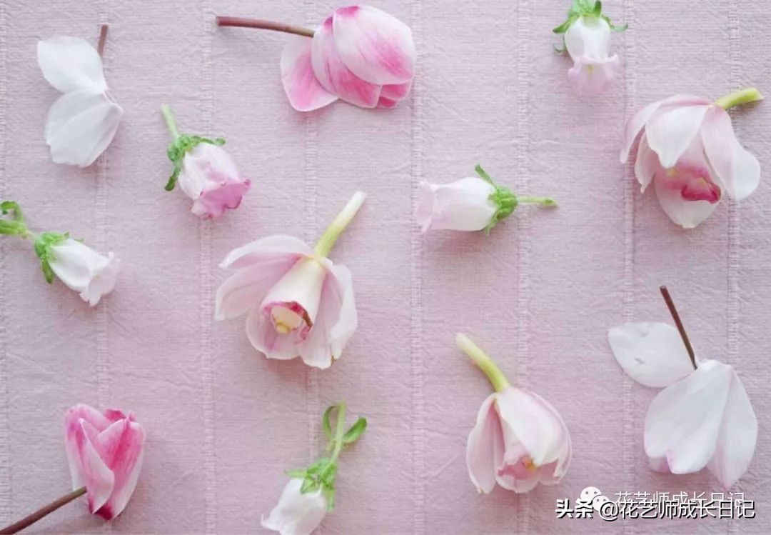从1-9394朵玫瑰花语加图片大全，送花，原来这么多讲究！