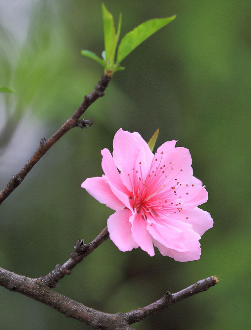 「新诗采撷」张金虎 | 小草（微诗七首）