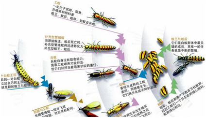 白蚁防治最佳方法
