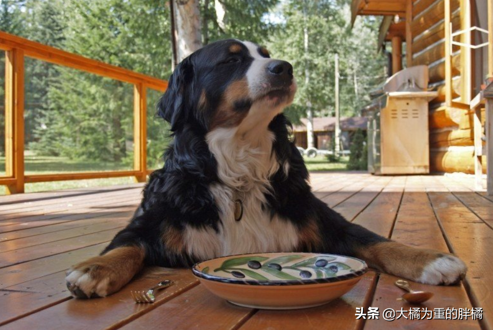 谁说大型犬不能居家喂养！这5种狗狗体型虽大却温柔，肯定不拆家