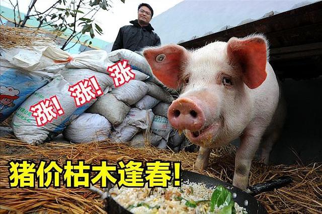 涨了！猪价翻盘大涨，3个好消息，五一涨至15元？会大涨吗？