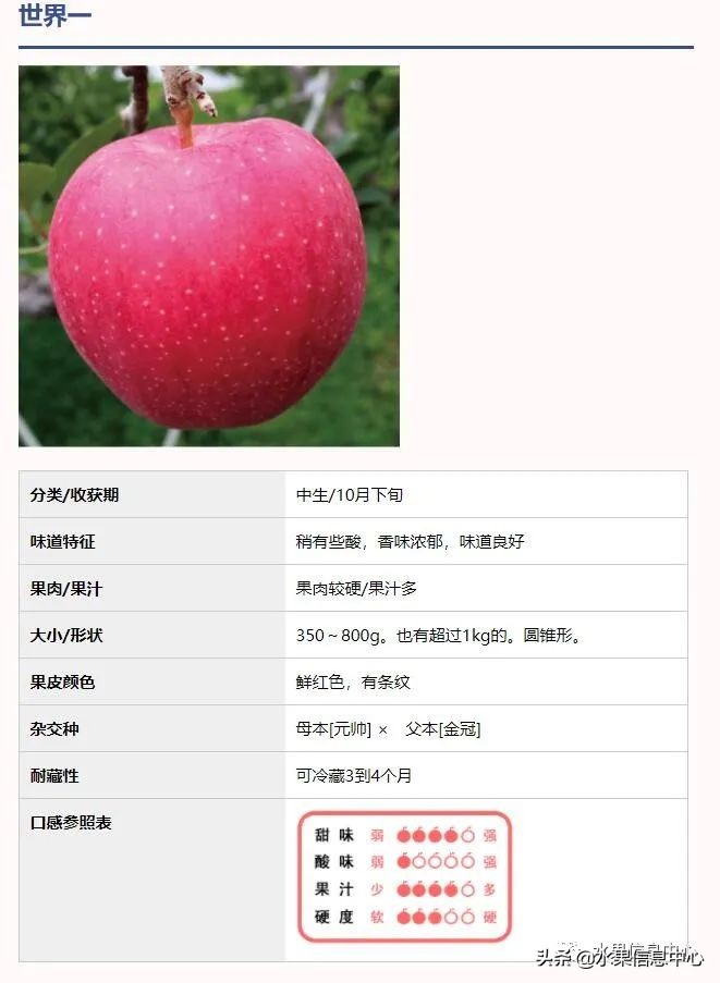 秋香苹果介绍图片