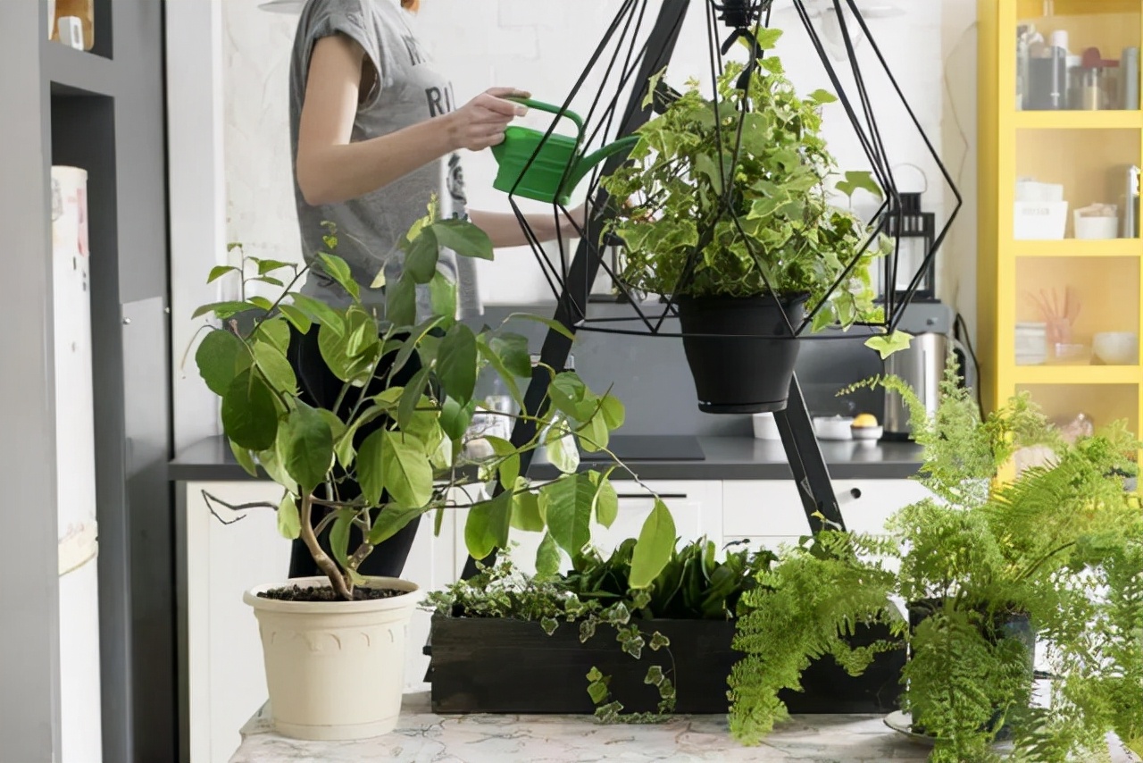 十大空气净化植物推荐：有效改善室内空气质量的绿色方案