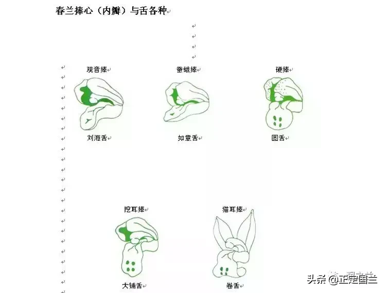 老手都不一定知道！兰花术语要点及鉴赏