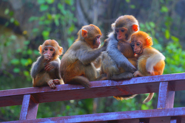 爱上花果山||花果山的猴