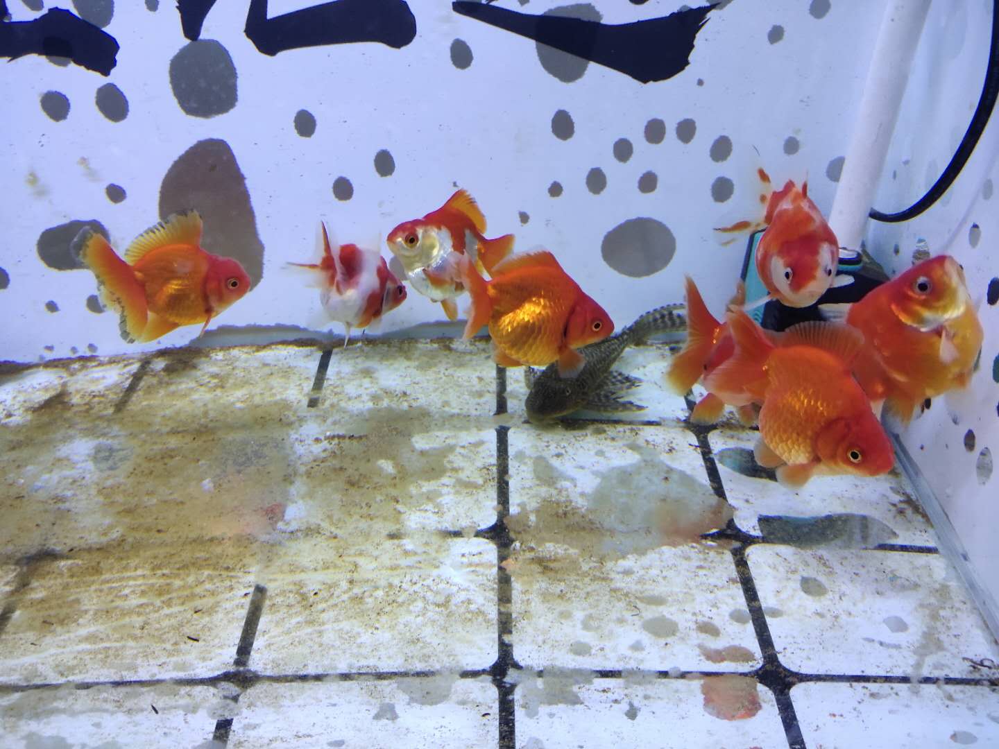 购买了8条最容易饲养的金鱼 鎏金金鱼就不会患病吗 还是那些通货品种 金鱼就是鹤顶红 狮子头 龙睛居多鎏金金鱼为什么比较容易饲养 饲养密度 水质 水位 水流 水温等问题体质不好的鎏金金鱼照样会患病 有的也会面临死亡