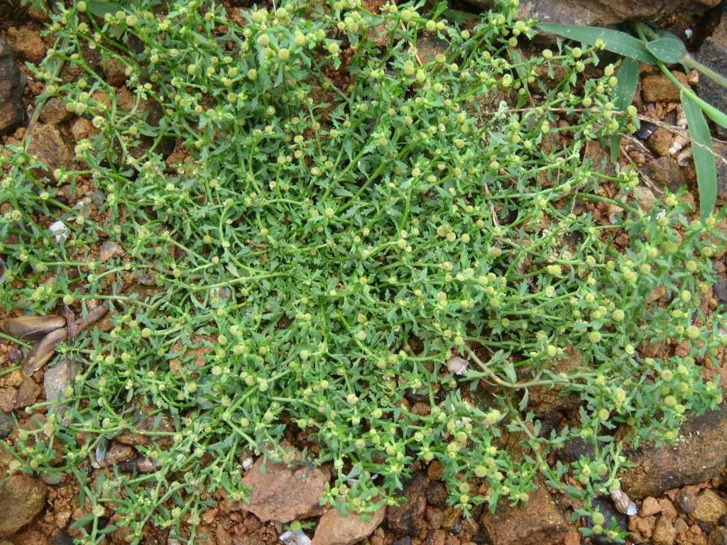 这种害草被称为“鹅不食”，能治鼻炎、风湿，你认识它吗？